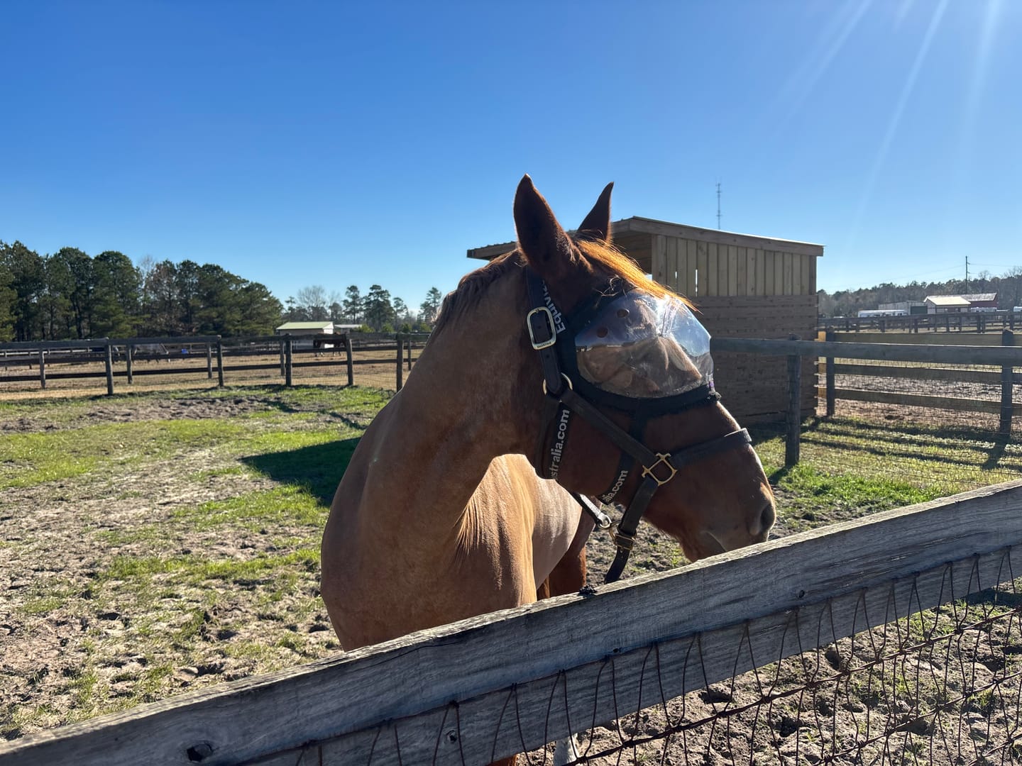 Customer photo review of eVysor - UV Horse Riding Goggles!
