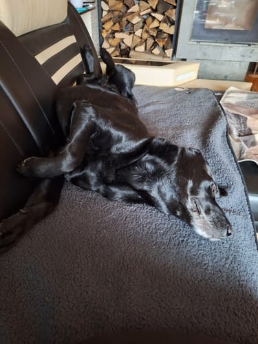 Kundenbewertung mit Foto zu BELISY > Gelenk Komplex < Gelenktabletten für Hunde & Katzen - 100 Tabletten
