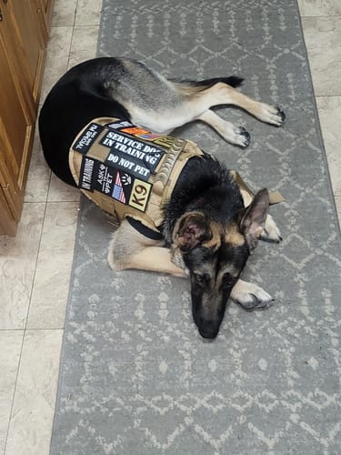 Customer photo review of Classic Heavy-Duty Tactical No-Pull Team K9™ Dog Harness With Front & Back D-Rings, Quick-Release Metal-Buckles, Hook & Loop Panels, & Top Handle
