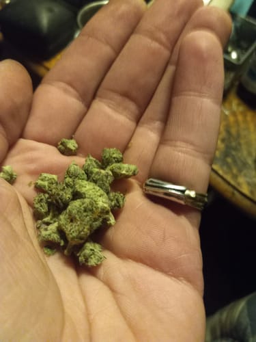 Customer photo review of Venom OG Indoor THCA Small Buds