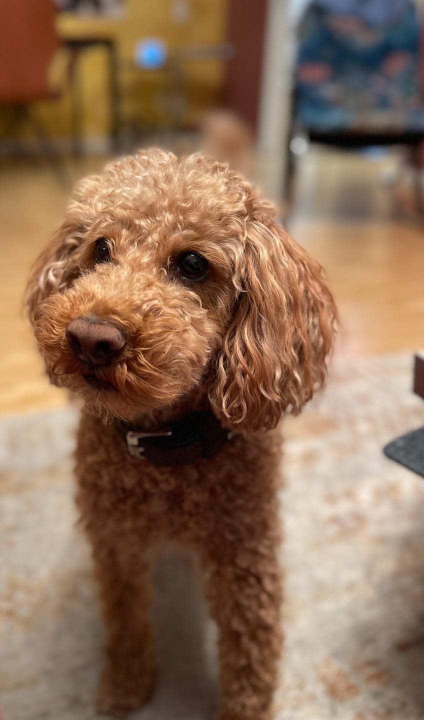 Customer photo review of OMNi-BiOTiC® CAT & DOG