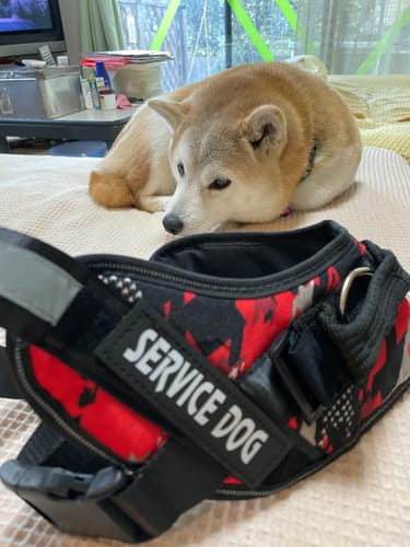 Customer photo review of FunFunPet 高機能ハーネス（お名前タグ作成サービス付き）