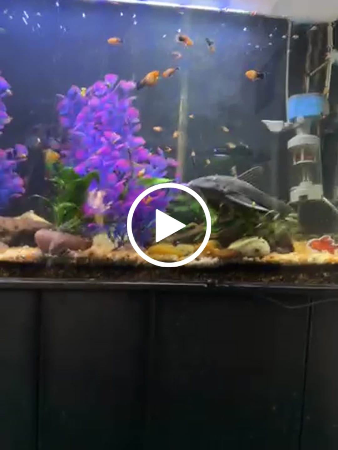 Customer video review of Scuba Contactless Heaters