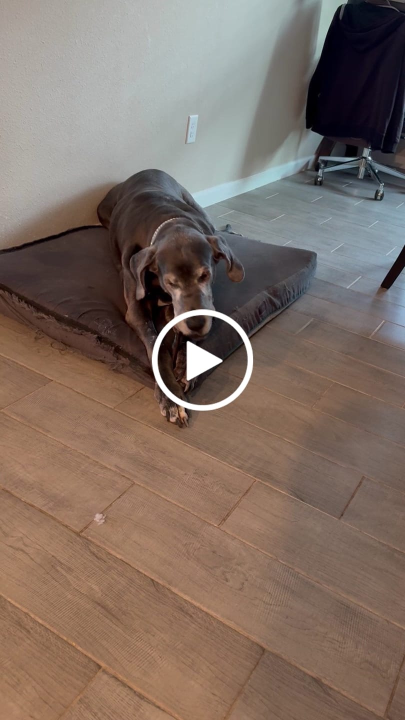 Customer video review of 12-INCH BEEF COLLAGEN STICKS