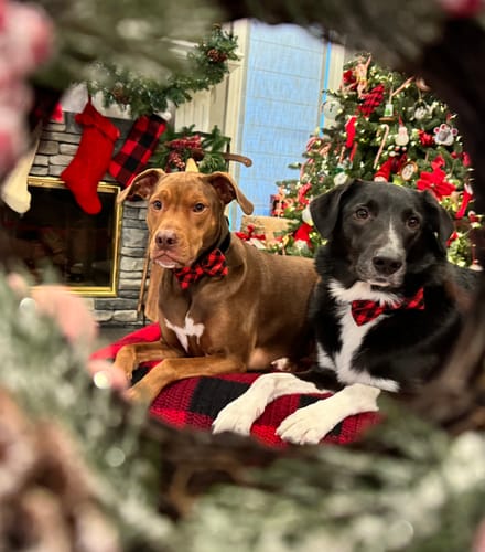 Customer photo review of Buffalo Plaid Bow Tie for Dog and Cat Collar