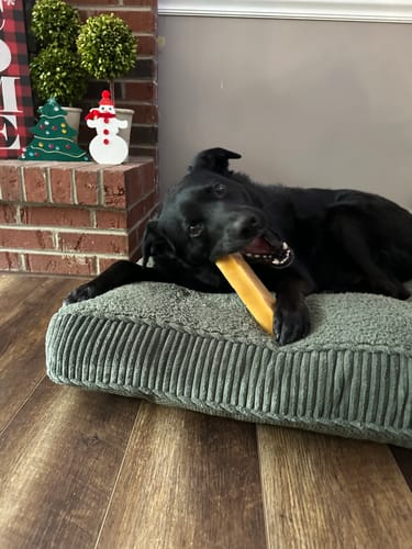 Customer photo review of JUMBO YAKS / Best for dogs over 60 lbs