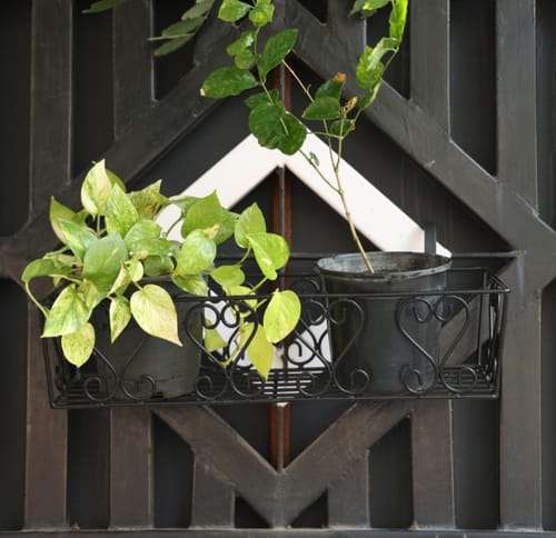 Customer photo review of UnitedCrafts Aster Railings Stand For Display of Multiple Plants Balcony Decoration