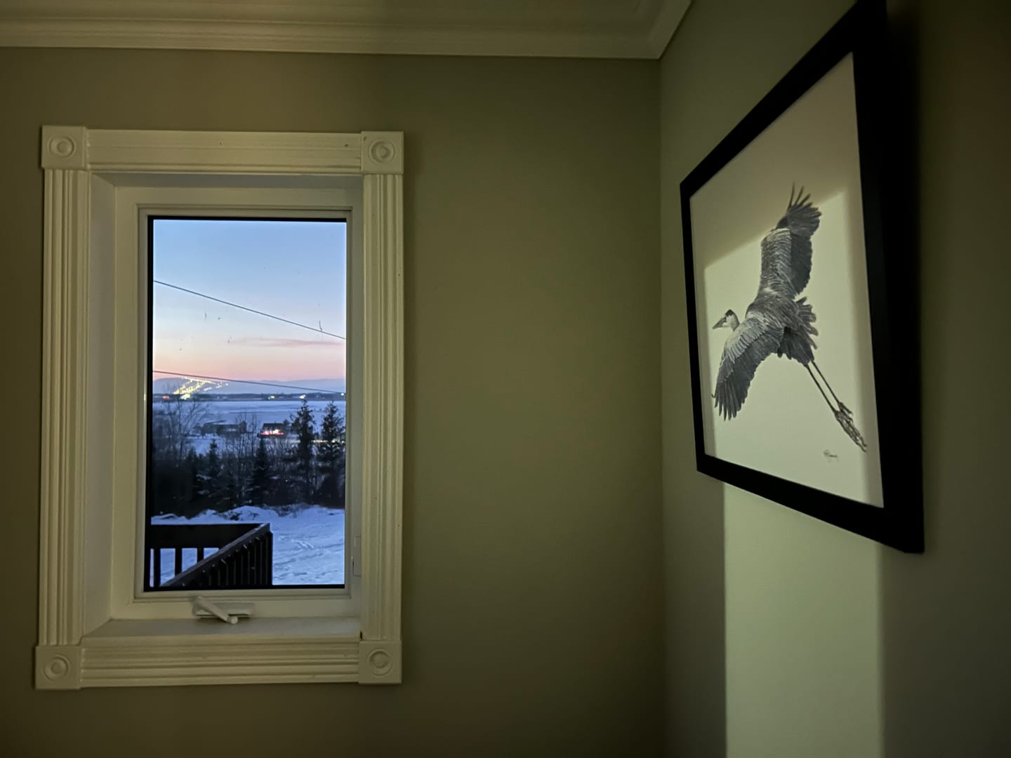 Customer photo review of Great Blue Heron - illustration