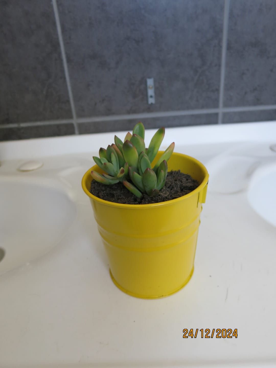 Customer photo review of Echeveria manaudes variegated