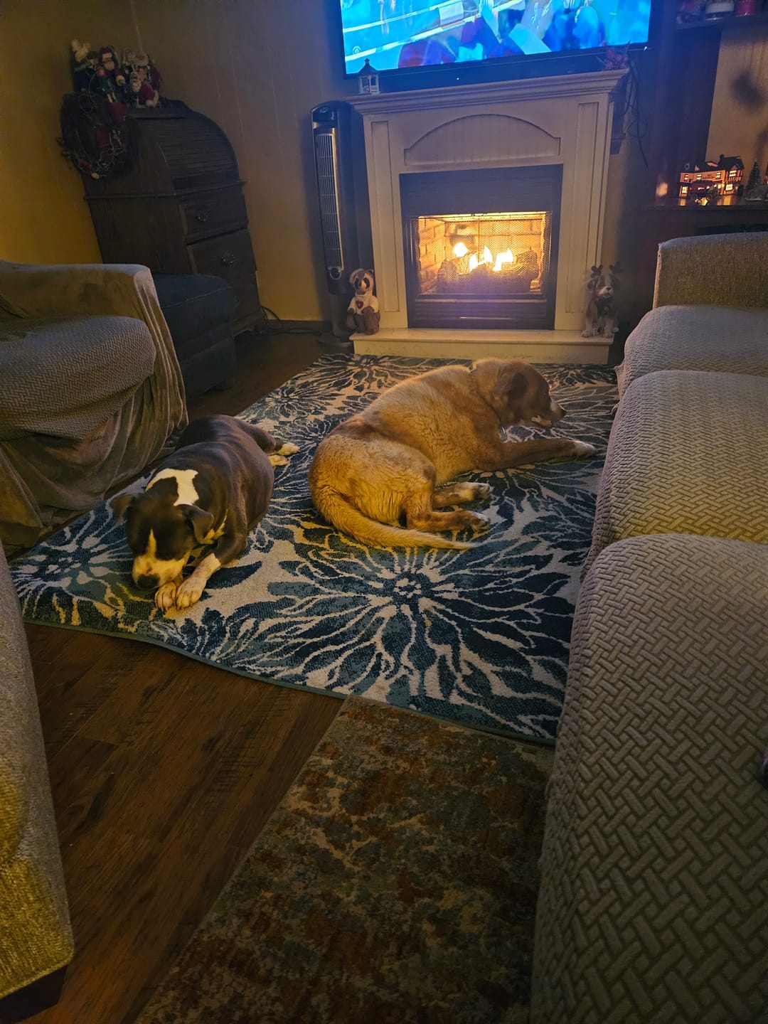 Customer photo review of Power Bully Sticks - 6 Inch