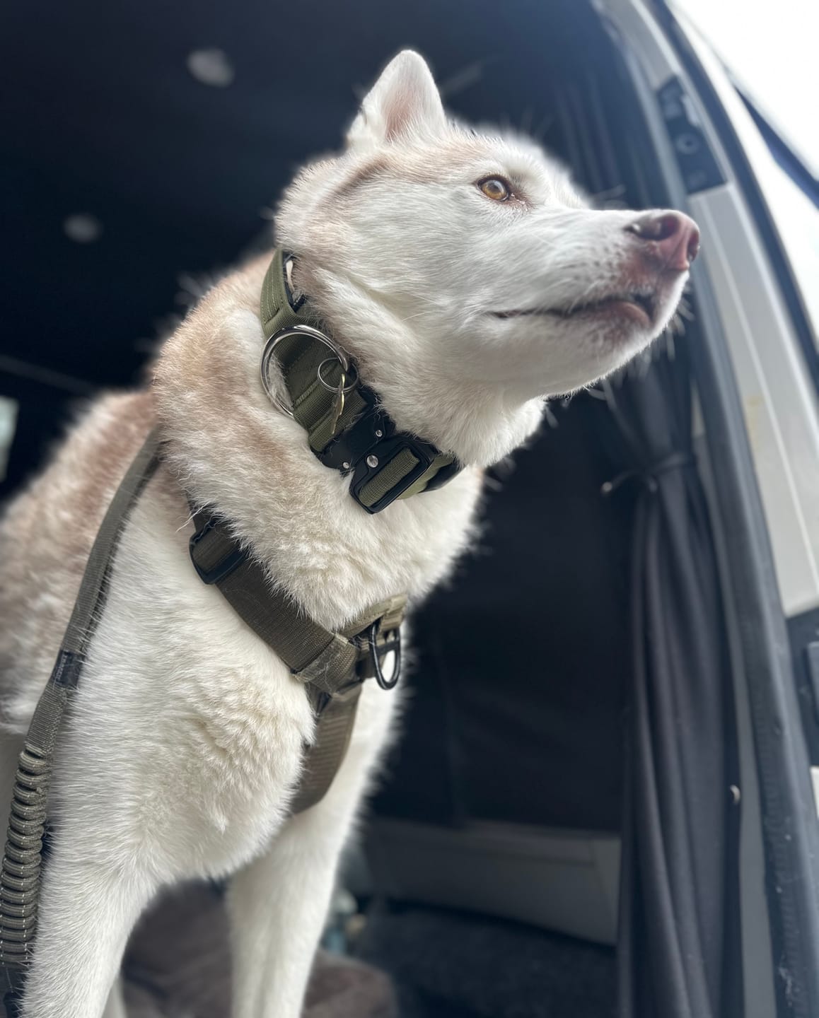 Customer photo review of 5cm Combat® Collar | With Handle & Secure Clip - Khaki