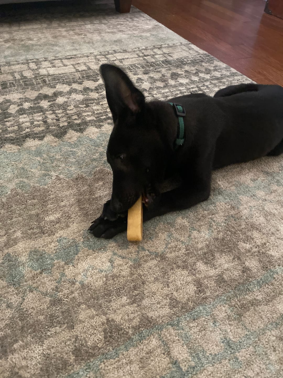 Customer photo review of Himalayan Yak Chew (MEDIUM)
