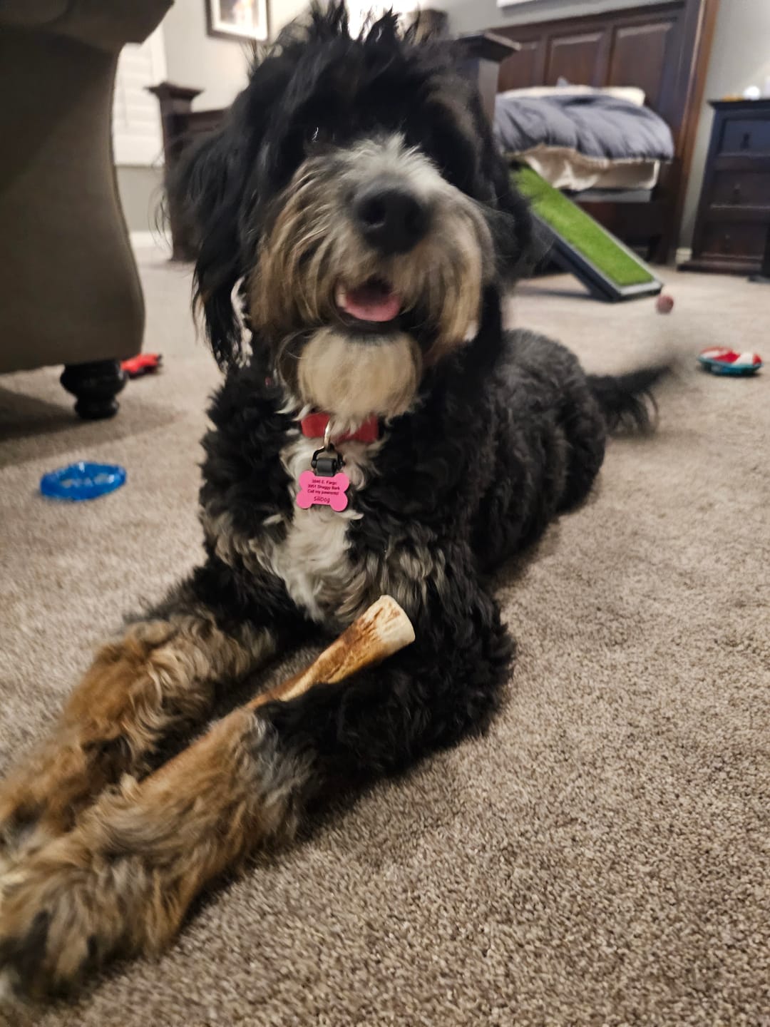 Customer photo review of Medium Elk Chew