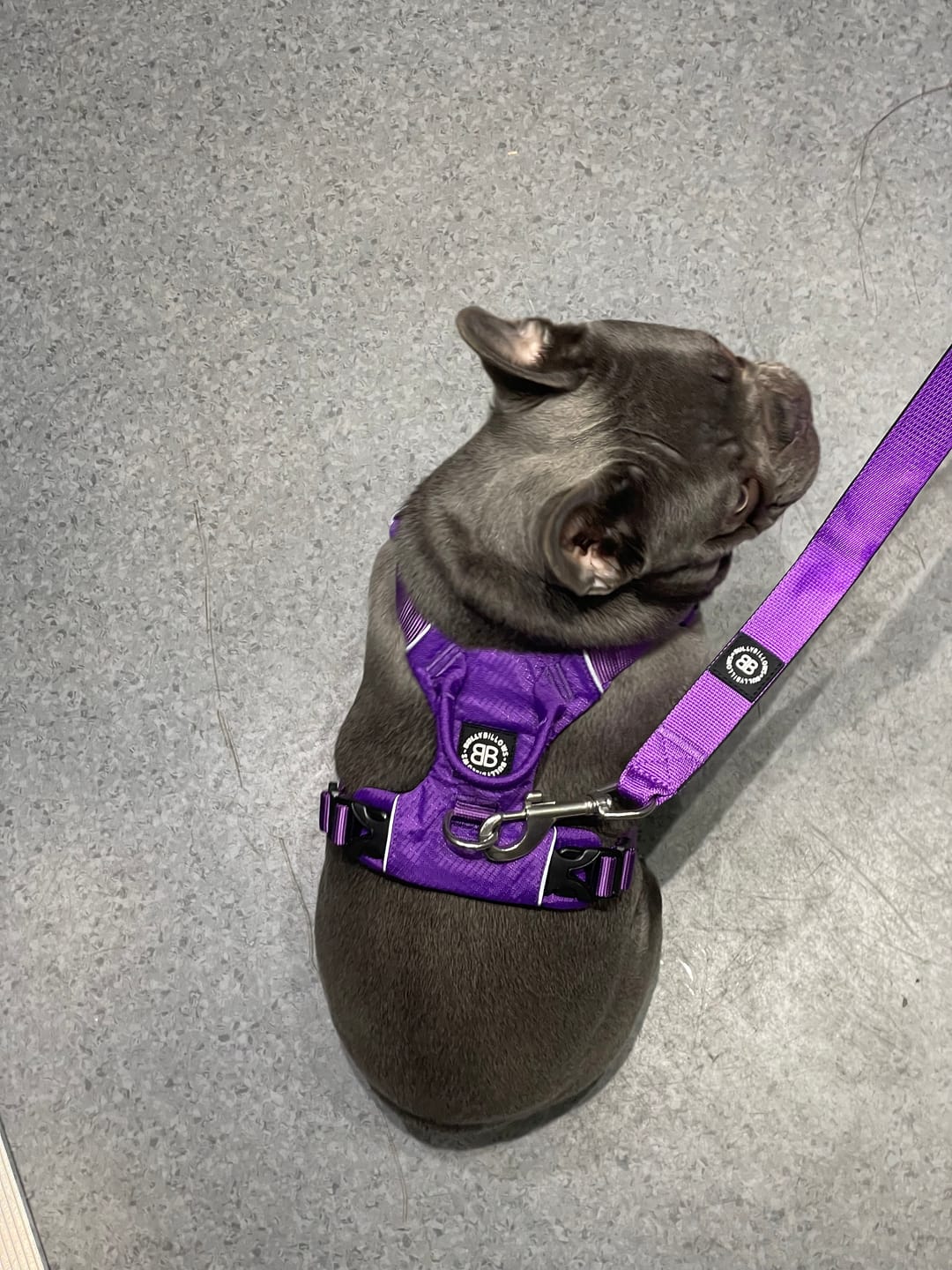 Customer photo review of Air Harness | Anti-Pull & With Handle - Purple