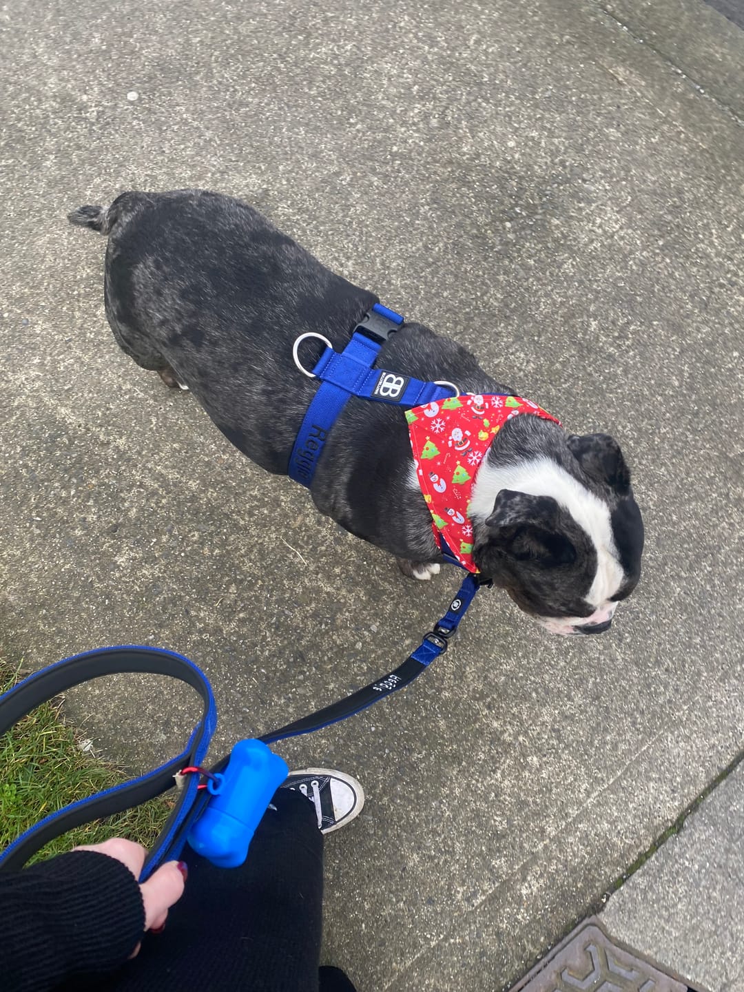 Customer photo review of Training Anti Pull TRI-Harness® | M-XL Breeds - Blue