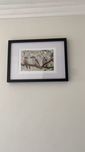 Customer photo review of Kookaburras III Art Print