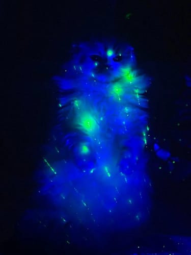 Customer photo review of Aurora Projector