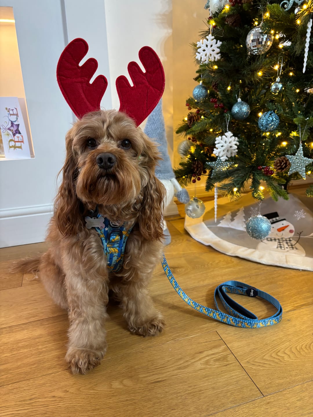 Customer photo review of Disney© Tough Trails™ Harness - Simba