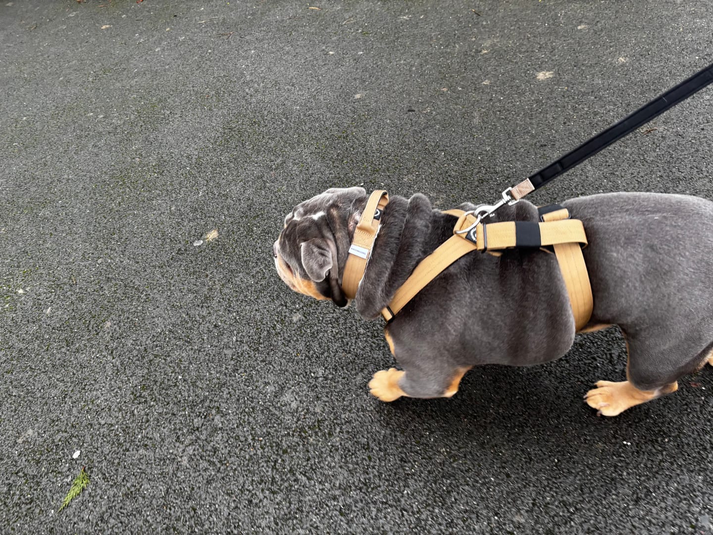 Customer photo review of Training Anti Pull TRI-Harness® | M-XL Breeds - Tan