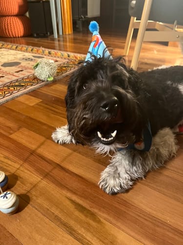 Customer photo review of Personalized Dog Party Pack