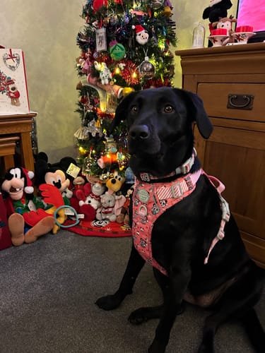 Customer photo review of Disney© Tough Trails™ Harness -  Minnie's Christmas