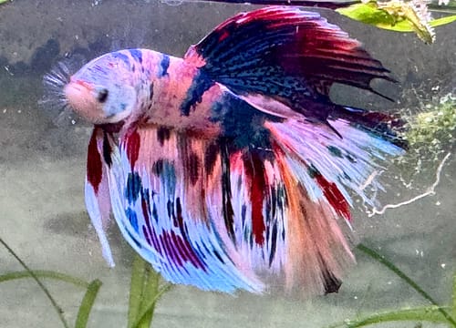 Customer photo review of Multicolor Halfmoon Male Betta Fish | Order Directly From Farm | You Pick Fish