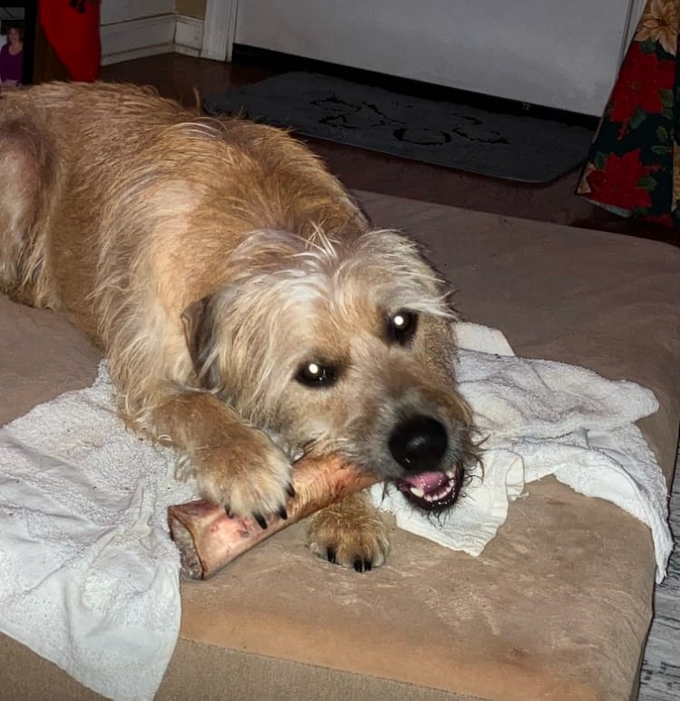 Customer photo review of 1 LB Chew Pack