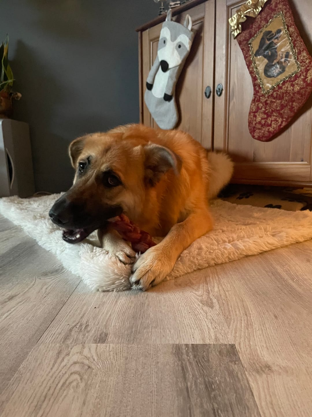 Customer photo review of 6 Inch Monster Braided Bully Stick