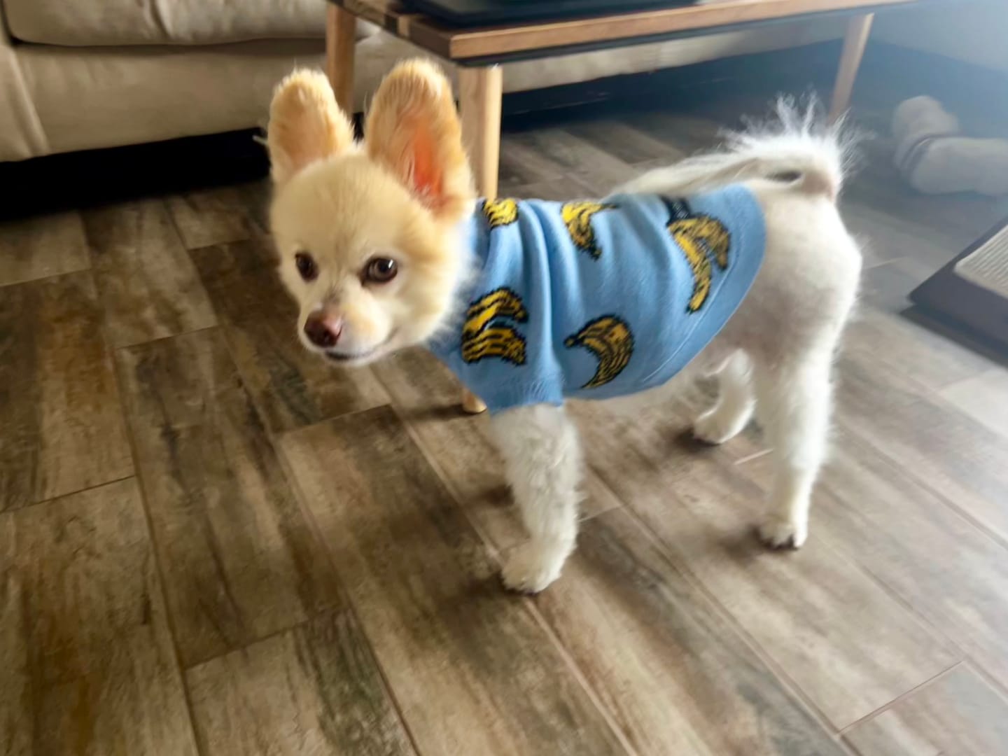 Customer photo review of Banana Knit Dog Sweater