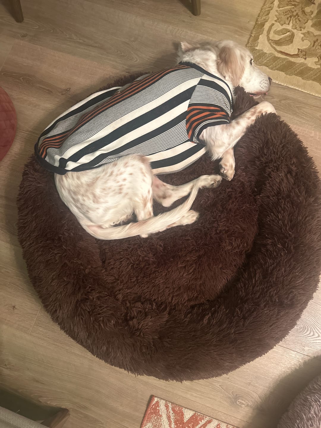 Customer photo review of Mellowpurr Huzurlu Paws Yatağı | Süper Yumuşak