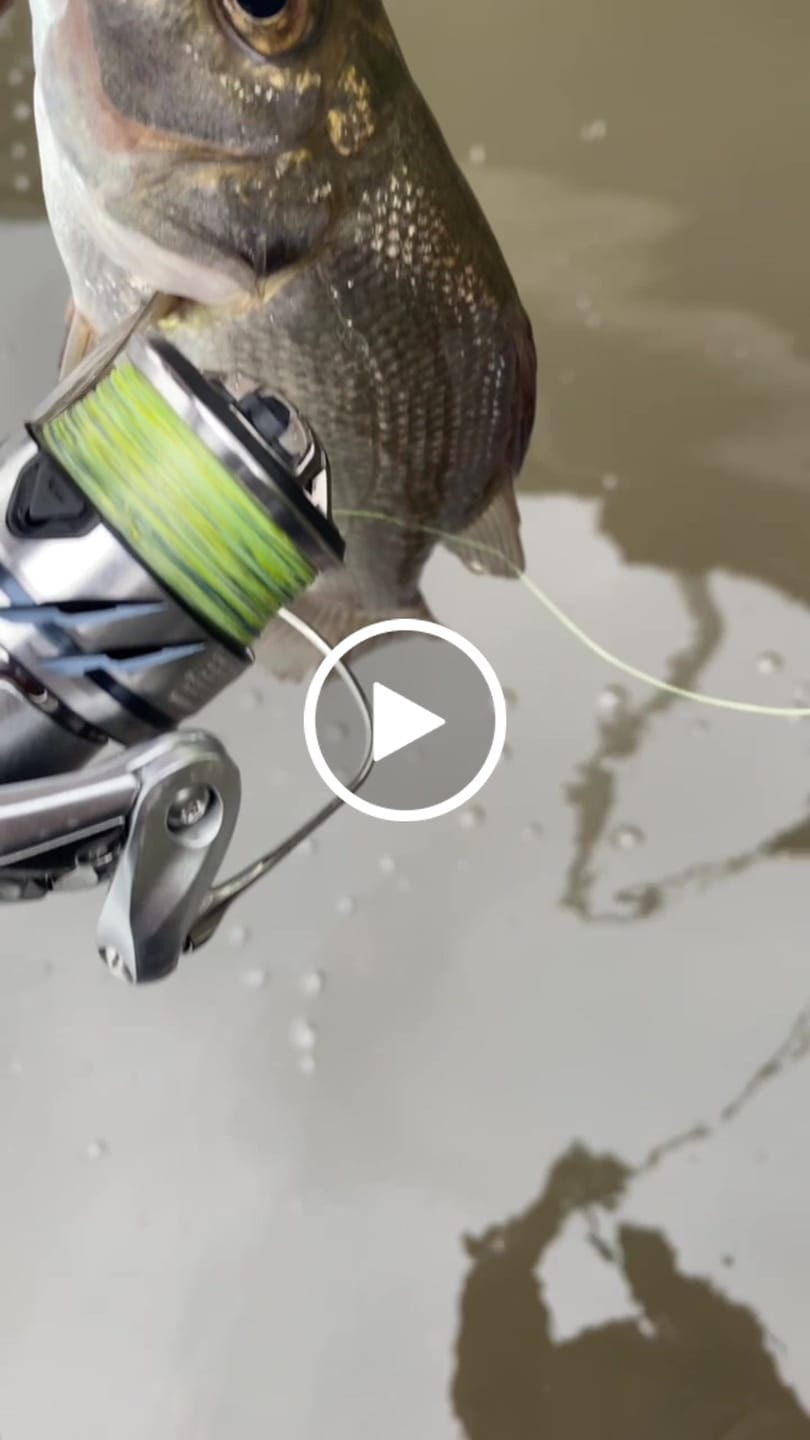 Customer video review of 2.25 INCH (GUPPIE)