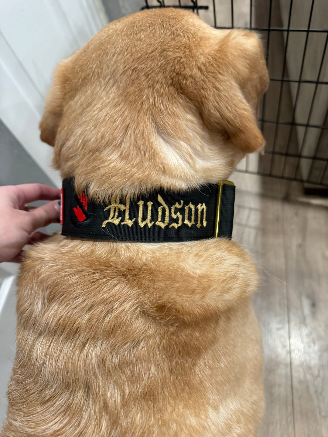 Customer photo review of 2" Tacti Luxe Dog Collar - Gold Noir