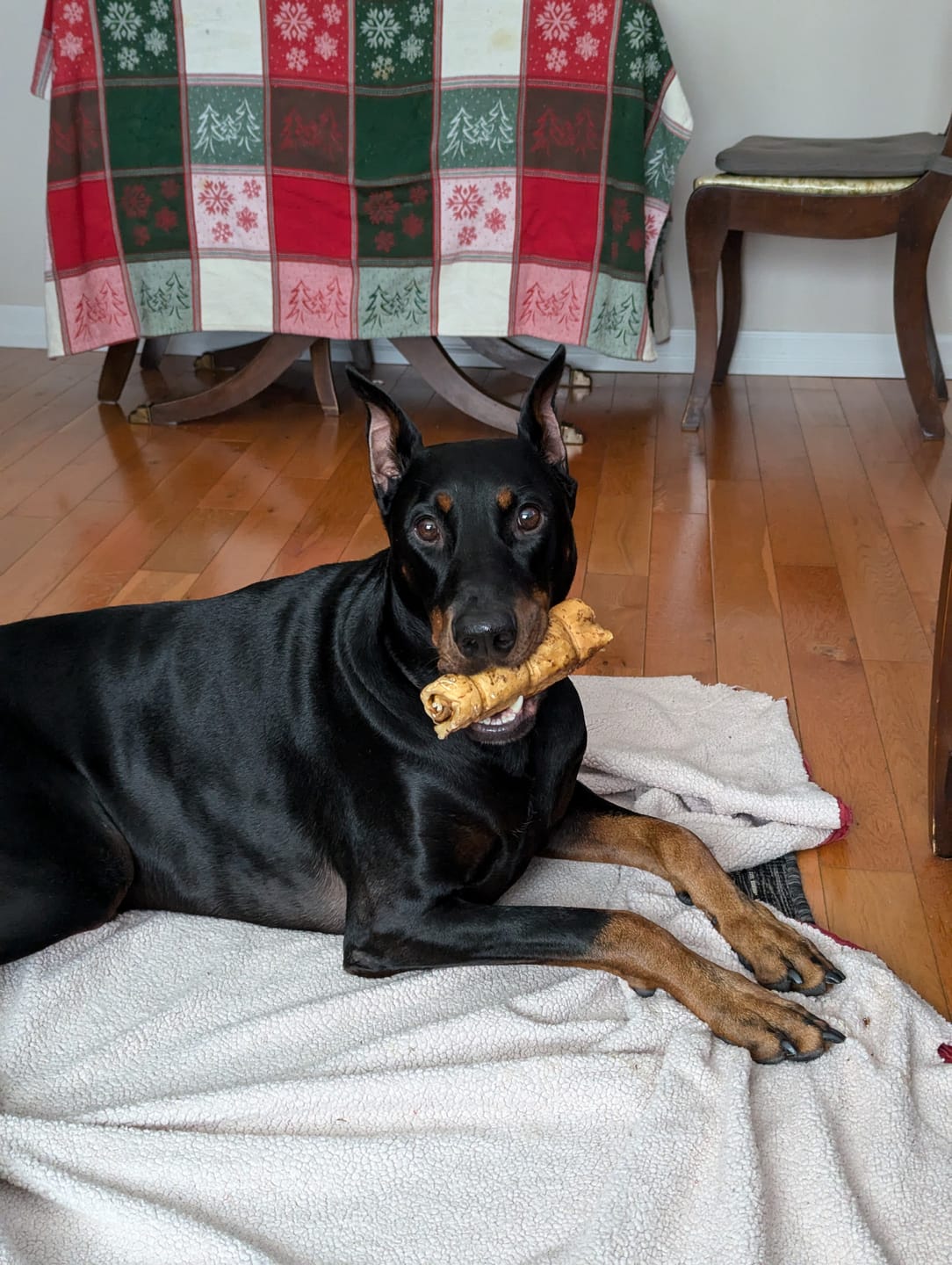 Customer photo review of 5-6 Inch Peanut Butter Cheek Roll