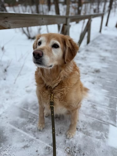 Customer photo review of Biothane Martingale Dog Collar