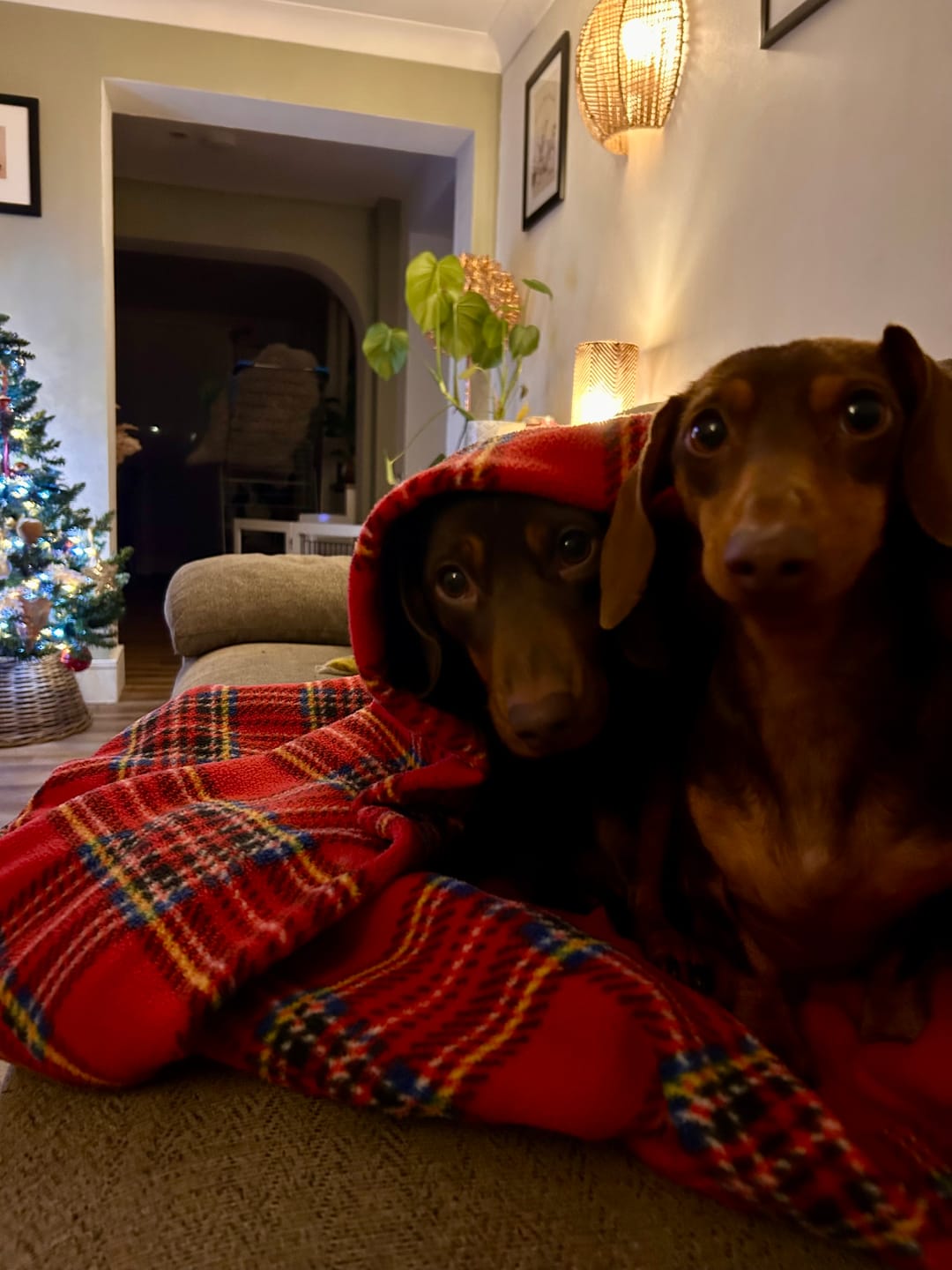 Customer photo review of Red Checkered Anti Pill Polar Fleece Fabric