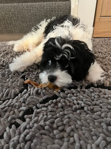 Customer photo review of Puppy Chews