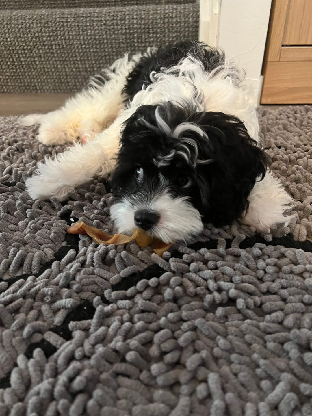 Customer photo review of Puppy Chews