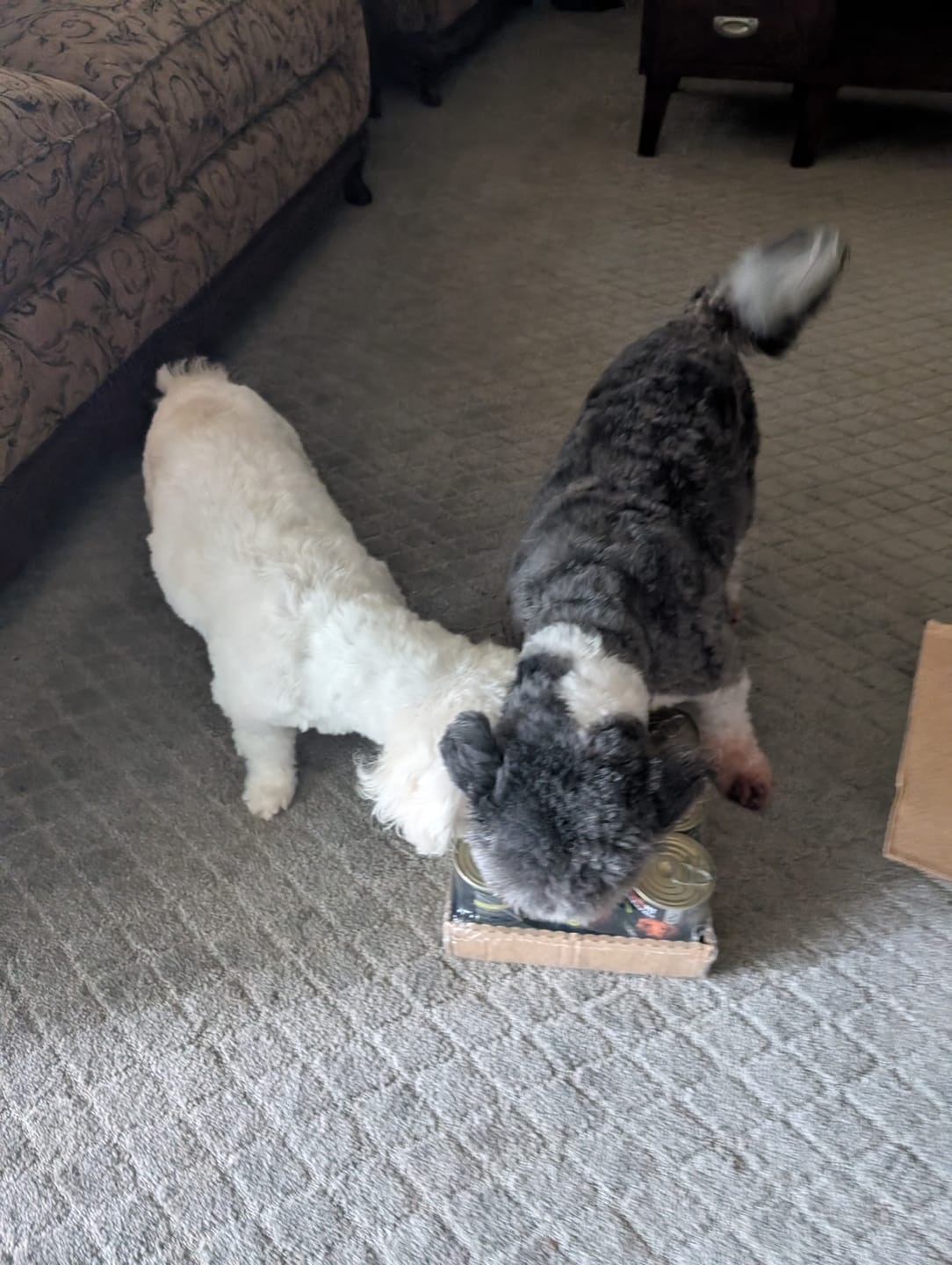 Customer photo review of Lamb Dog Food 13oz Cans - Tray of 9 Cans