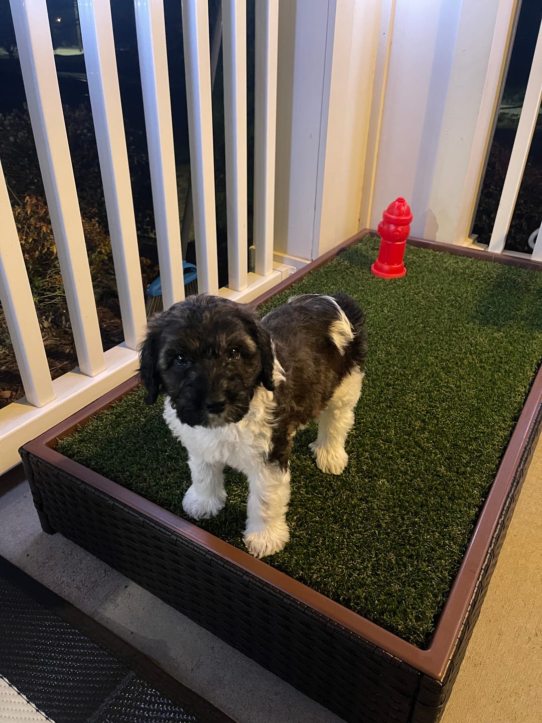 Customer photo review of Porch Potty STANDARD