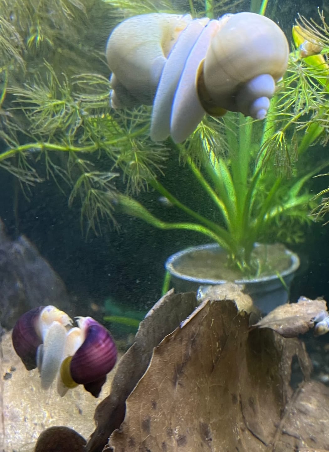 Customer photo review of Magenta Mystery Snail
