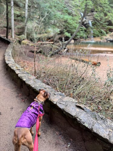 Customer photo review of Organic Coconut CBD Oil : 1 oz - 350mg : Anxiety & Calming Relief Blend