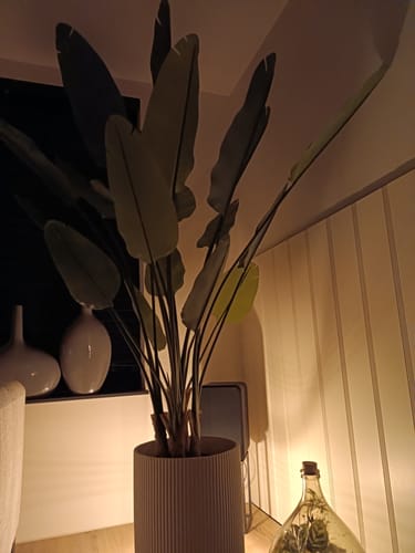 Customer photo review of Strelitzia Kunstplant 180cm