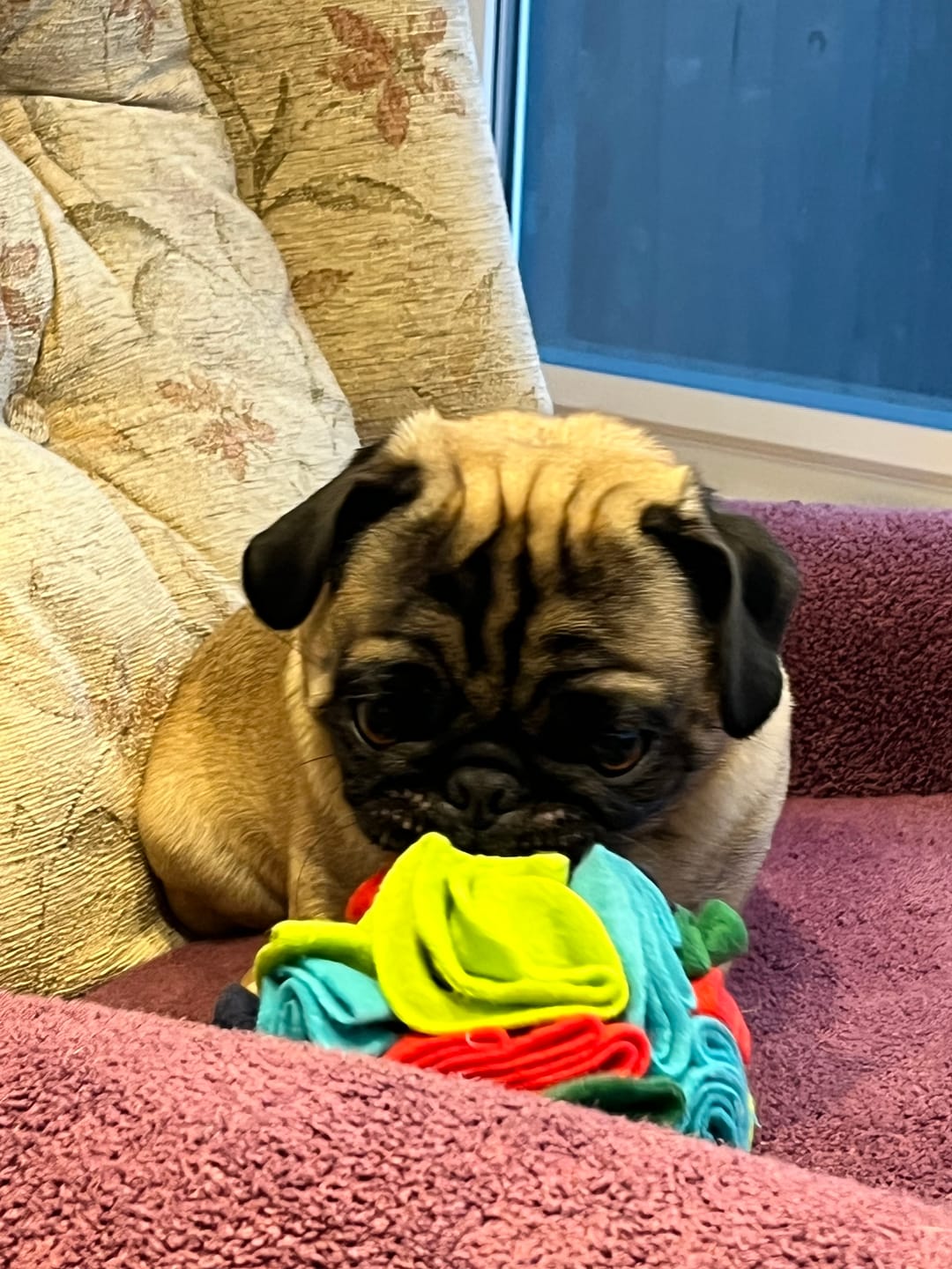 Customer photo review of Calming Soft Chews for Dogs - Helps Reduce Stress & Tension