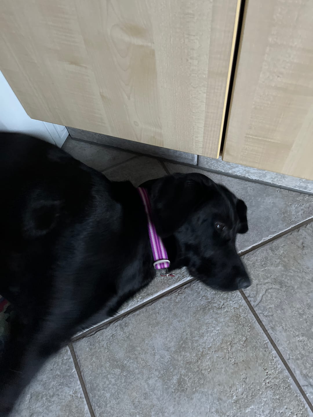 Customer photo review of Dog Copenhagen Urban Style™ Halsbånd - Purple Passion