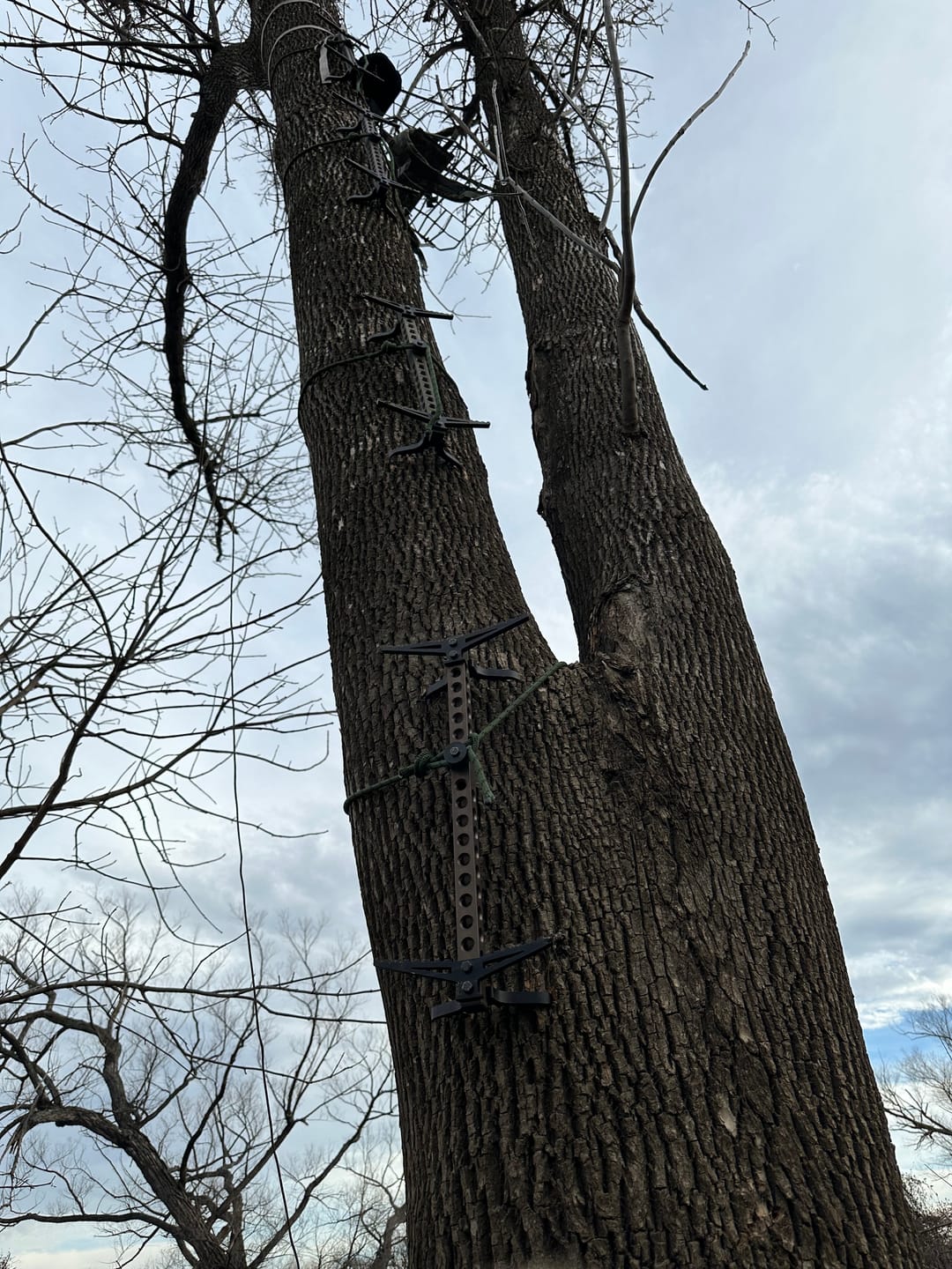 Customer photo review of 20" BEAST GEAR CLIMBING STICK