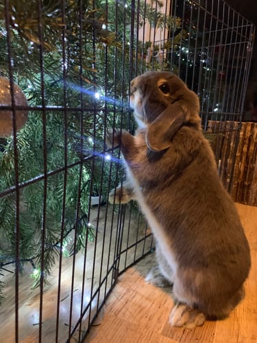 Customer photo review of Timothy Hay Box 'Blend'