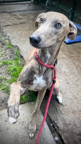 Customer photo review of Vetra - Warm Sighthound Coat with Zip Harness Hole