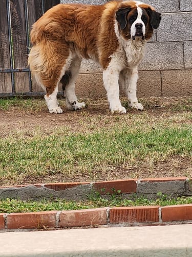 Customer photo review of K9 Belly Bliss