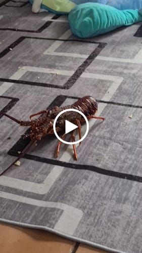 Customer video review of Live NZ Red Crayfish