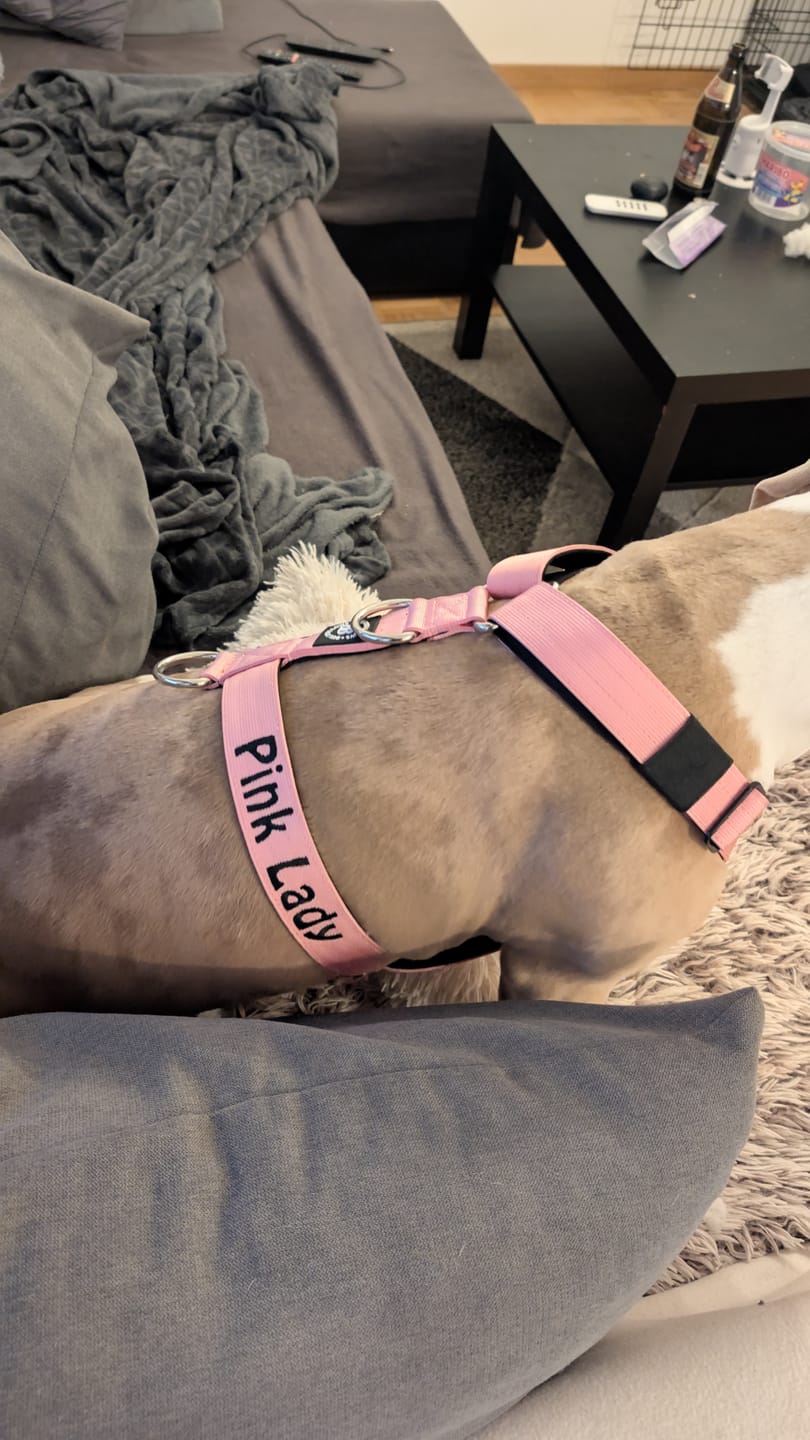 Customer photo review of Training Anti Pull TRI-Harness® | M-XL Breeds - Pink